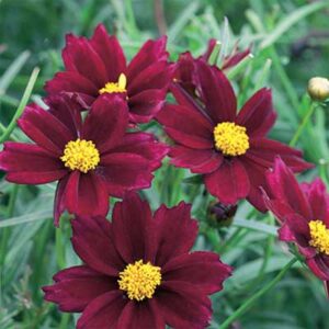 maison-fleurs-vivaces-coreopsis-big-bang-mercury-rising