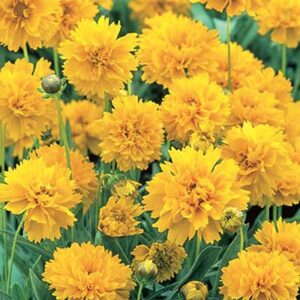 maison-fleurs-vivaces-coreopsis-grandiflora-early-sunrise