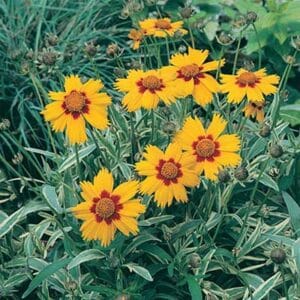 maison-fleurs-vivaces-coreopsis-grandiflora-tequila-sunrise
