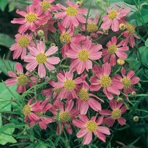 maison-fleurs-vivaces-coreopsis-rosea-american-dream