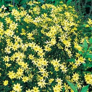 maison-fleurs-vivaces-coreopsis-verticillata-moonbeam