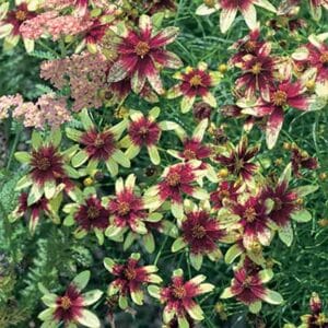 maison-fleurs-vivaces-coreopsis-verticillata-route-66