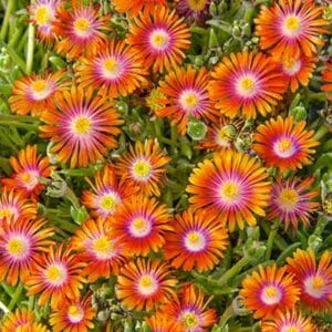 maison-fleurs-vivaces-delosperma-fire-spinner