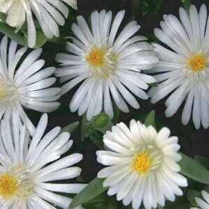 maison-fleurs-vivaces-delosperma-jewel-of-desert-moonstone