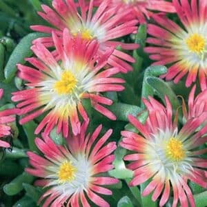 maison-fleurs-vivaces-delosperma-jewel-of-desert-ruby