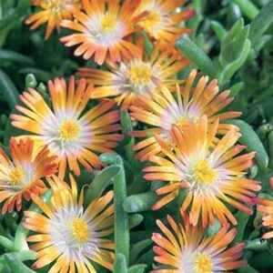 maison-fleurs-vivaces-delosperma-jewel-of-desert-topaz