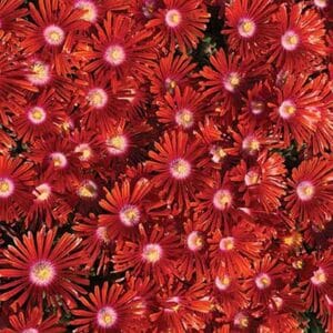 maison-fleurs-vivaces-delosperma-red-mountain-flame
