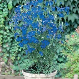 maison-fleurs-vivaces-delphinium-grandiflorum-blue-butterfly