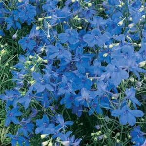 maison-fleurs-vivaces-delphinium-grandiflorum-summer-nights
