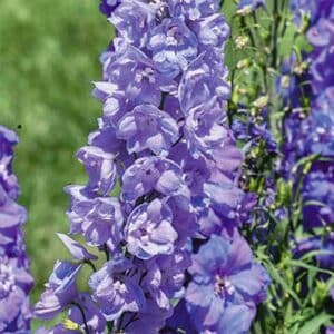 maison-fleurs-vivaces-delphinium-guardian-lavender