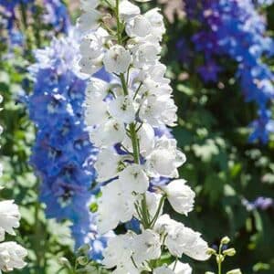 maison-fleurs-vivaces-delphinium-guardian-white