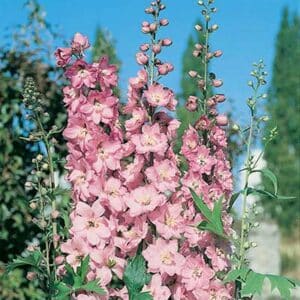 maison-fleurs-vivaces-delphinium-magic-fountains-cherryblossom