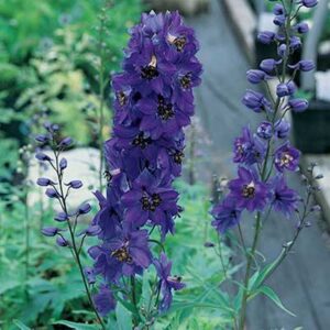 maison-fleurs-vivaces-delphinium-pacific-giant-black-knight