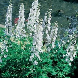 maison-fleurs-vivaces-delphinium-pacific-giant-galahad
