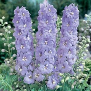 maison-fleurs-vivaces-delphinium-pacific-giant-guinevere
