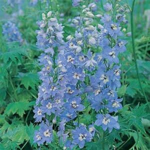 maison-fleurs-vivaces-delphinium-pacific-giant-summer-skies