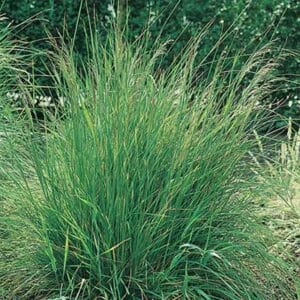 maison-fleurs-vivaces-deschampsia-cespitosa