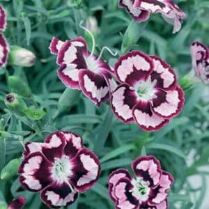 maison-fleurs-vivaces-dianthus-dessert-raspberry-swirl