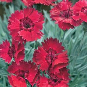 maison-fleurs-vivaces-dianthus-fire-star