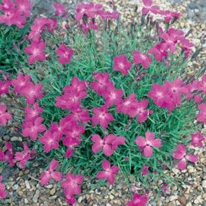 maison-fleurs-vivaces-dianthus-kahori-scarlet