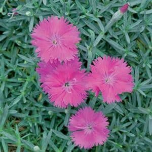 maison-fleurs-vivaces-dianthus-neon-star