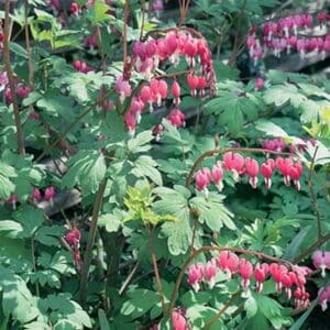 maison-fleurs-vivaces-dicentra-spectabilis