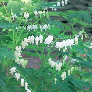 maison-fleurs-vivaces-dicentra-spectabilis-alba