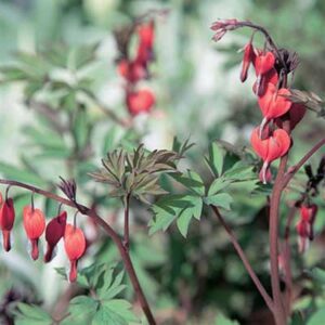 maison-fleurs-vivaces-dicentra-spectabilis-valentine