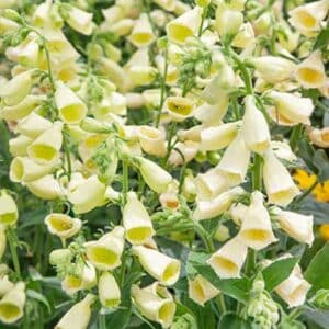 maison-fleurs-vivaces-digitalis-ambigua-carillon