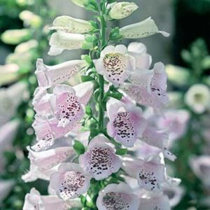 maison-fleurs-vivaces-digitalis-camelot-lavender
