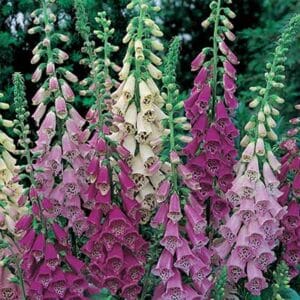 maison-fleurs-vivaces-digitalis-purpurea-foxy