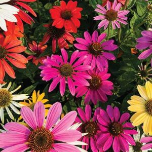 maison-fleurs-vivaces-echinacea-purpurea-cheyenne-spirit