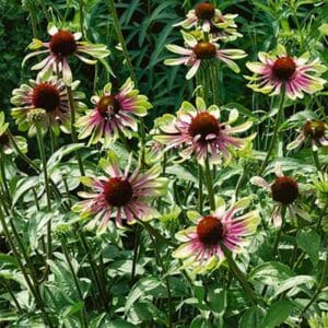 maison-fleurs-vivaces-echinacea-purpurea-green-twister