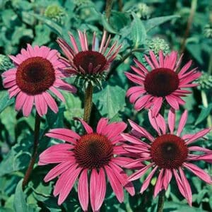 maison-fleurs-vivaces-echinacea-purpurea-ruby-star