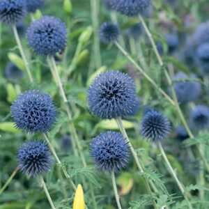 maison-fleurs-vivaces-echinops-bannaticus-blue-globe