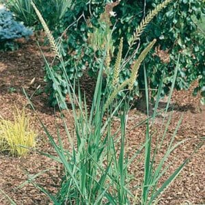 maison-fleurs-vivaces-elymus-arenarius