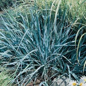 maison-fleurs-vivaces-elymus-arenarius-blue-dune