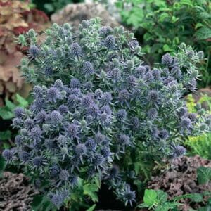 maison-fleurs-vivaces-eryngium-planum-blue-hobbit