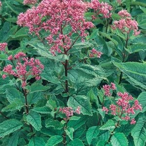 maison-fleurs-vivaces-eupatorium-purpureum
