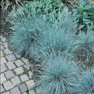maison-fleurs-vivaces-festuca-glauca