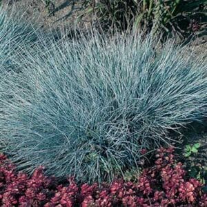 maison-fleurs-vivaces-festuca-glauca-elijah-blue