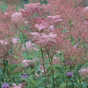 maison-fleurs-vivaces-filipendula-rubra-venusta