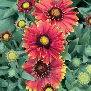 maison-fleurs-vivaces-gaillardia-aristata-arizona-red-shades