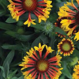 maison-fleurs-vivaces-gaillardia-aristata-fire-wheels