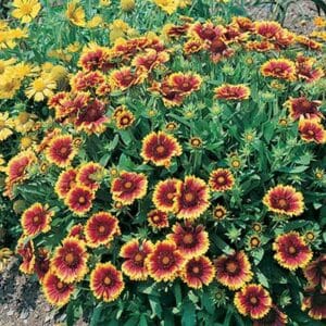 maison-fleurs-vivaces-gaillardia-grandiflora-goblin