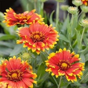maison-fleurs-vivaces-gaillardia-sunset-flash