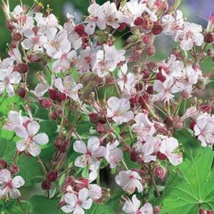 maison-fleurs-vivaces-geranium-cantabrigiense-biokovo