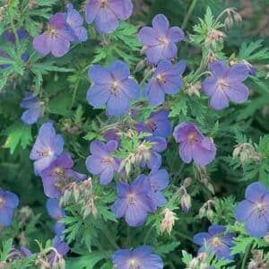 maison-fleurs-vivaces-geranium-johnsons-blue