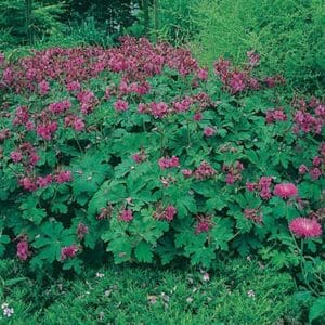 maison-fleurs-vivaces-geranium-macrorrhizum-bevans-variety