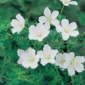 maison-fleurs-vivaces-geranium-sanguineum-album